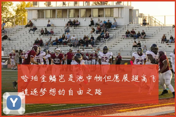哈珀金鳞岂是池中物但愿展翅高飞追逐梦想的自由之路